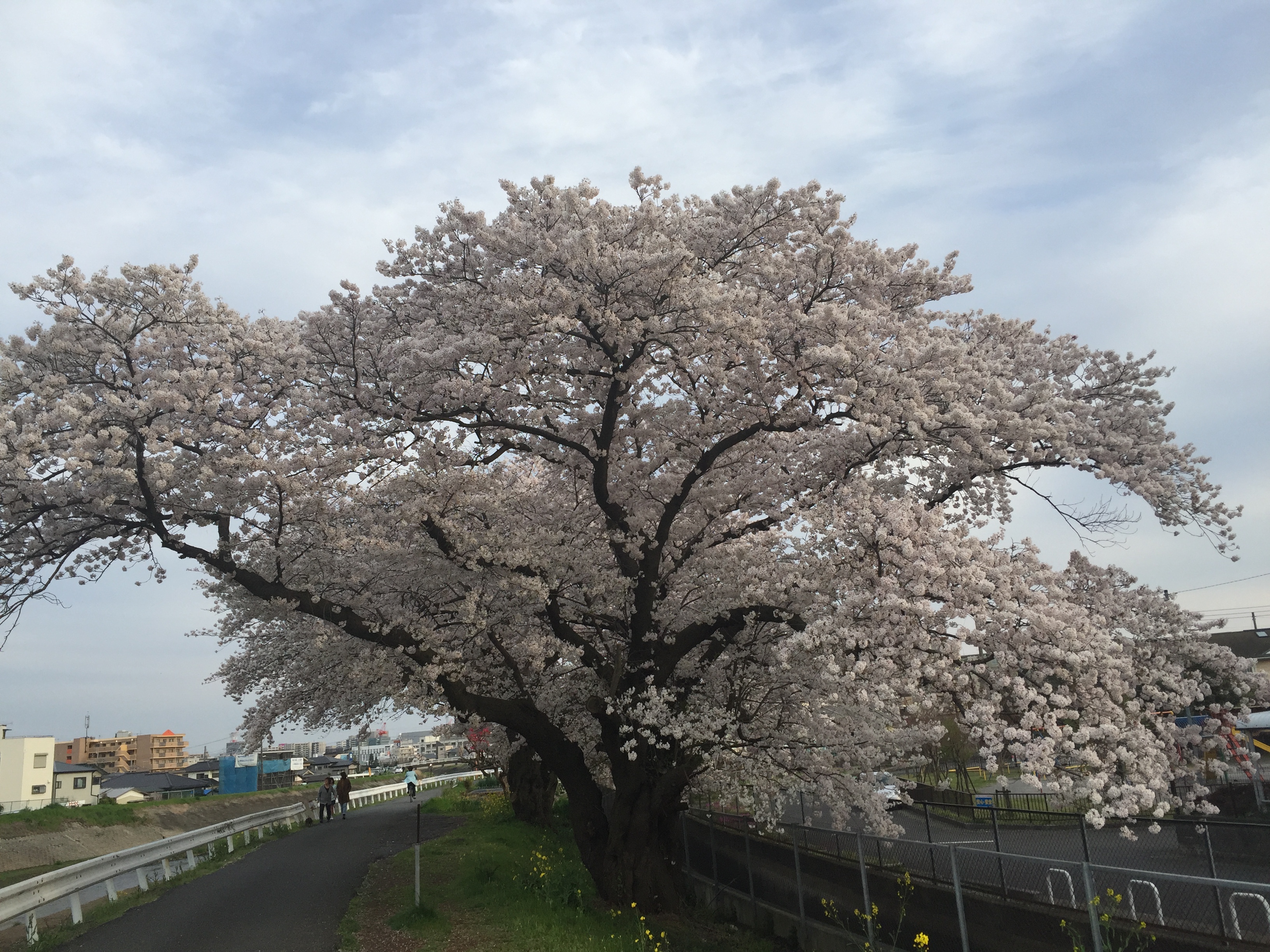 厚木の小鮎川沿いを散歩 桜が綺麗でした 海老名市 さがみ野 おおた整体の院長ブログ